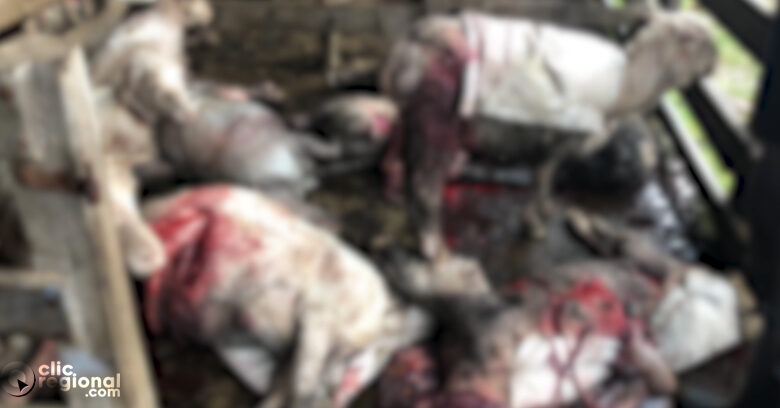 MURIÓ EL PERRO QUE MATÓ MÁS DE 400 OVEJAS