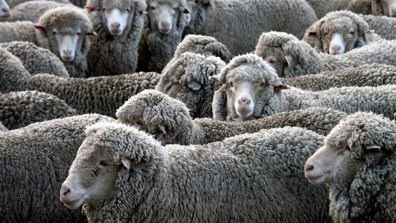 ABIGEATO DE CINCO OVINOS EN CAMINO A TOPADOR