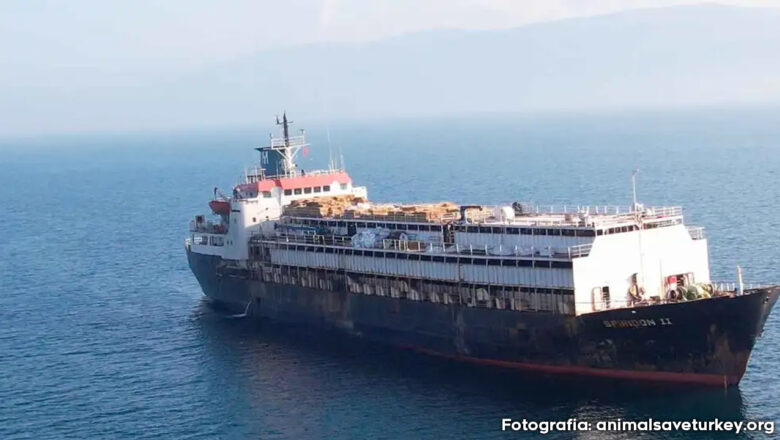 BARCO CON GANADO URUGUAYO RETORNA TRAS BLOQUEO EN TURQUÍA