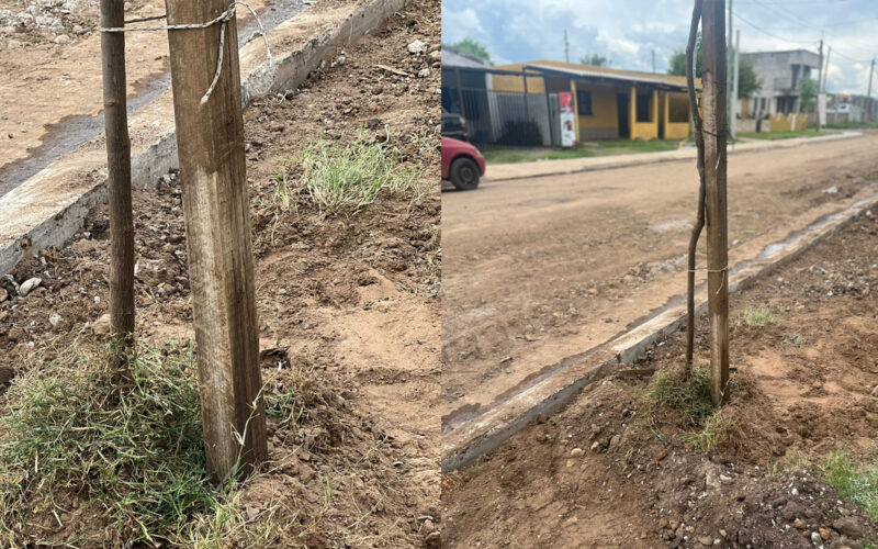 VECINOS AGRADECEN RESPUESTA POR ARBOLADO