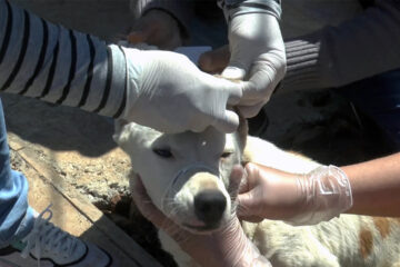 PLANIFICAN MUESTREO POR LEISHMANIASIS EN PERROS