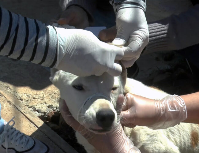 PLANIFICAN MUESTREO POR LEISHMANIASIS EN PERROS