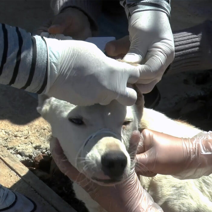 PLANIFICAN MUESTREO POR LEISHMANIASIS EN PERROS