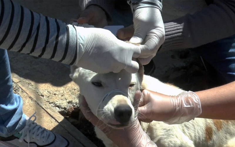 PLANIFICAN MUESTREO POR LEISHMANIASIS EN PERROS
