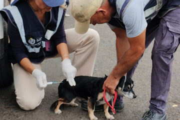 VACUNACIÓN ANTIRRÁBICA A PERROS Y GATOS EN BARRIO ALDEA