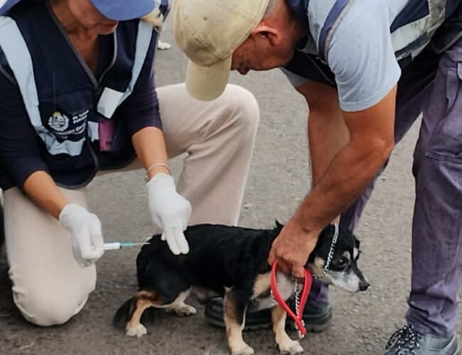 VACUNACIÓN ANTIRRÁBICA A PERROS Y GATOS EN BARRIO ALDEA