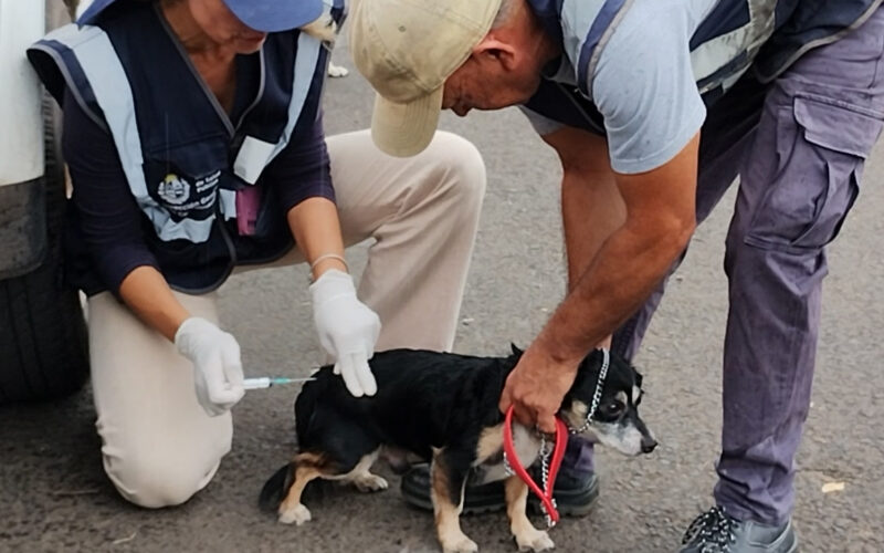 VACUNACIÓN ANTIRRÁBICA A PERROS Y GATOS EN BARRIO ALDEA