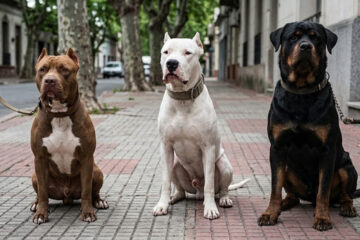 ACADEMIA DE MEDICINA PIDE PROHIBIR RAZAS DE PERROS